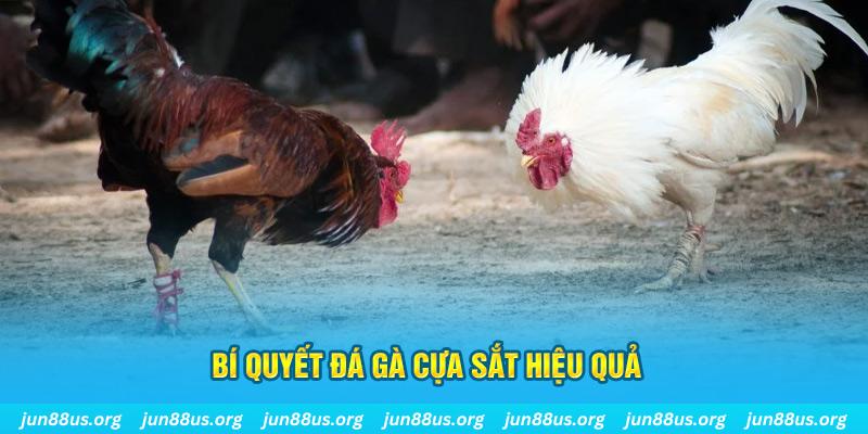 vtv5 đá gà cựa dao
