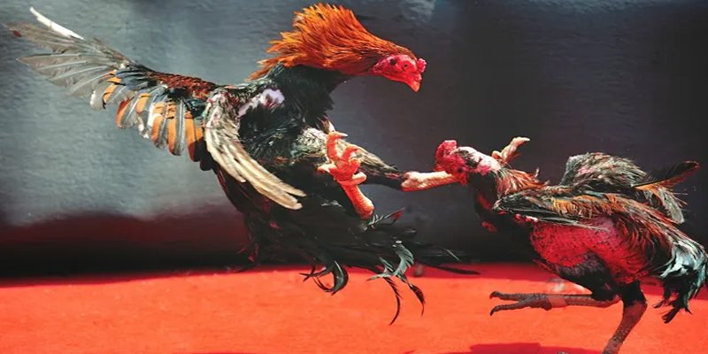 vtv5 BG Bắn cá