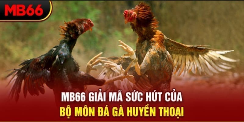 vtv5 Phi Đội Ưu Tú