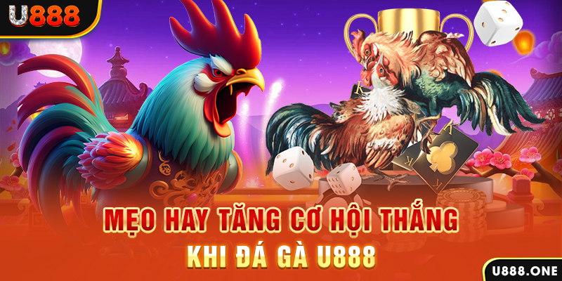 vtv5 trực tiếp gà chọi c1