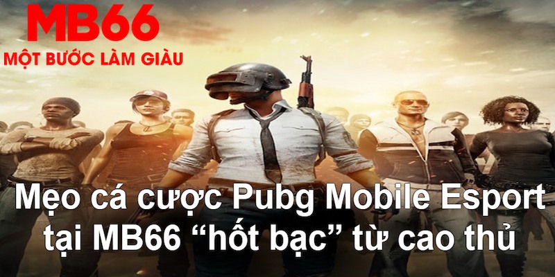 vtv5 gà chọi mộc hóa