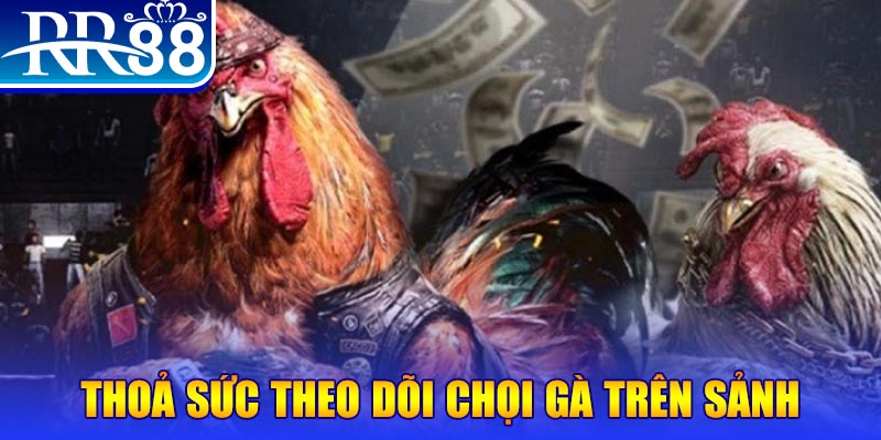 vtv5 đá gà 88.com